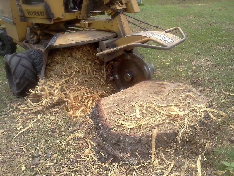 This is the business end fo a stump grinder getting started on a job.